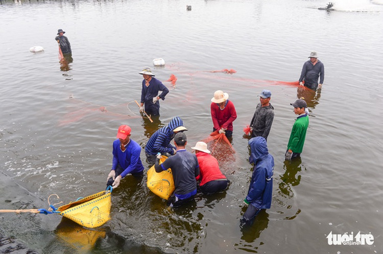 Pressure from India, Ecuador builds up on Vietnam’s shrimp sector