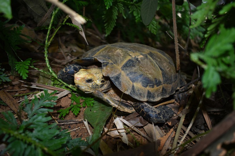 Rare turtles found in Vietnam’s nature reserve