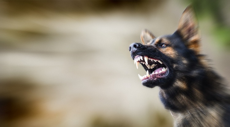 Hanoi man dies of rabies after slaughtering dogs