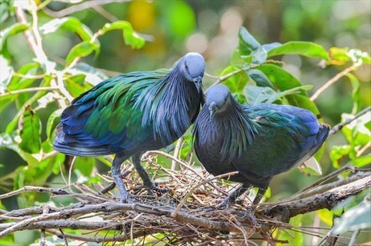 Beautiful Nicobar pigeons, globally endangered, spotted in Vietnam’s Con Dao National Park