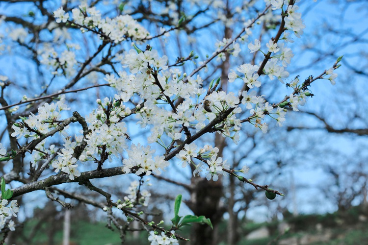Off-season plum blossoms attract touritst to northern Vietnam