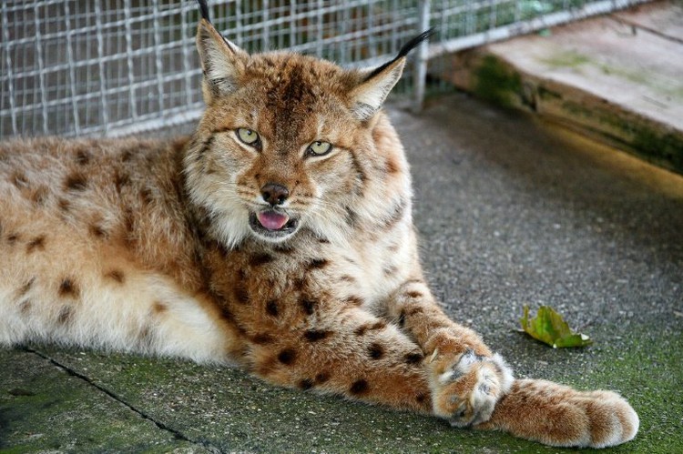 Battle to save ghostly Balkan lynx from extinction