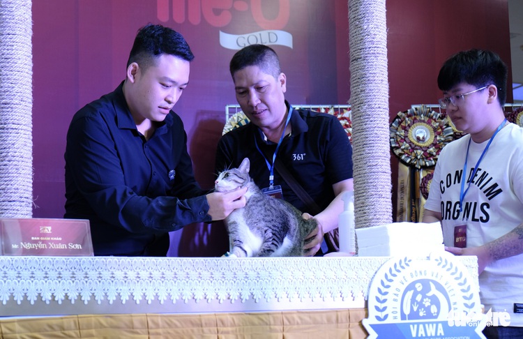 Over 100 cats compete at Hanoi beauty pageant