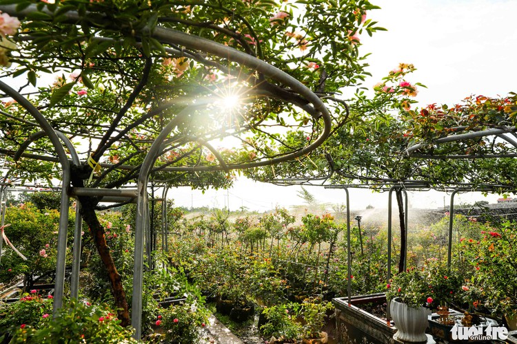 Hanoi rose village ready for first flower festival