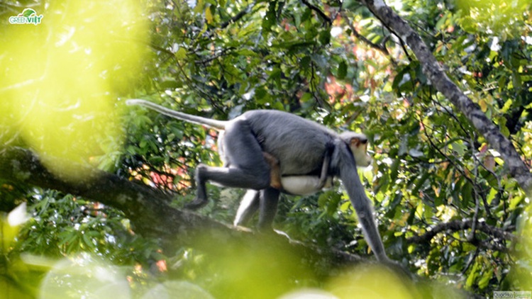 More endangered gray-shanked douc langurs found in central Vietnam