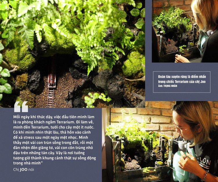 Terrariums a growing trend among Vietnamese nature lovers