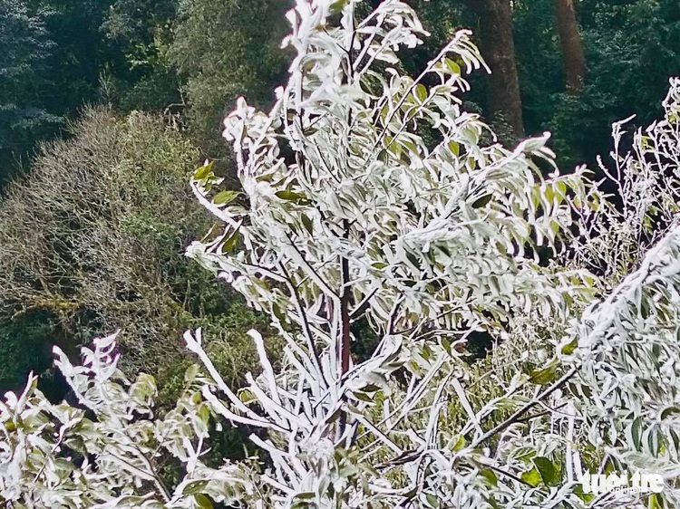 Frost covers trees as temperature drops to below 0 degrees Celsius in north-central Vietnam