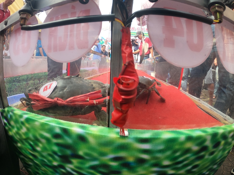 Vietnam’s Ca Mau organizes first crab racing competition