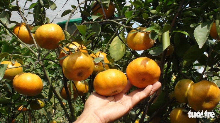 Sa Dec City Tourism Week to feature traditional activities from across Mekong Delta