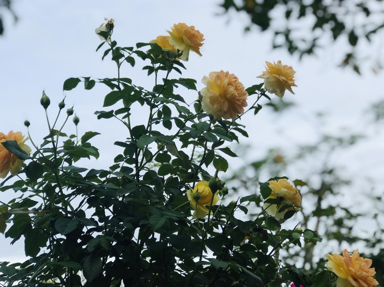 Rose-themed festivals lure tourists to Vietnam’s Mekong Delta city