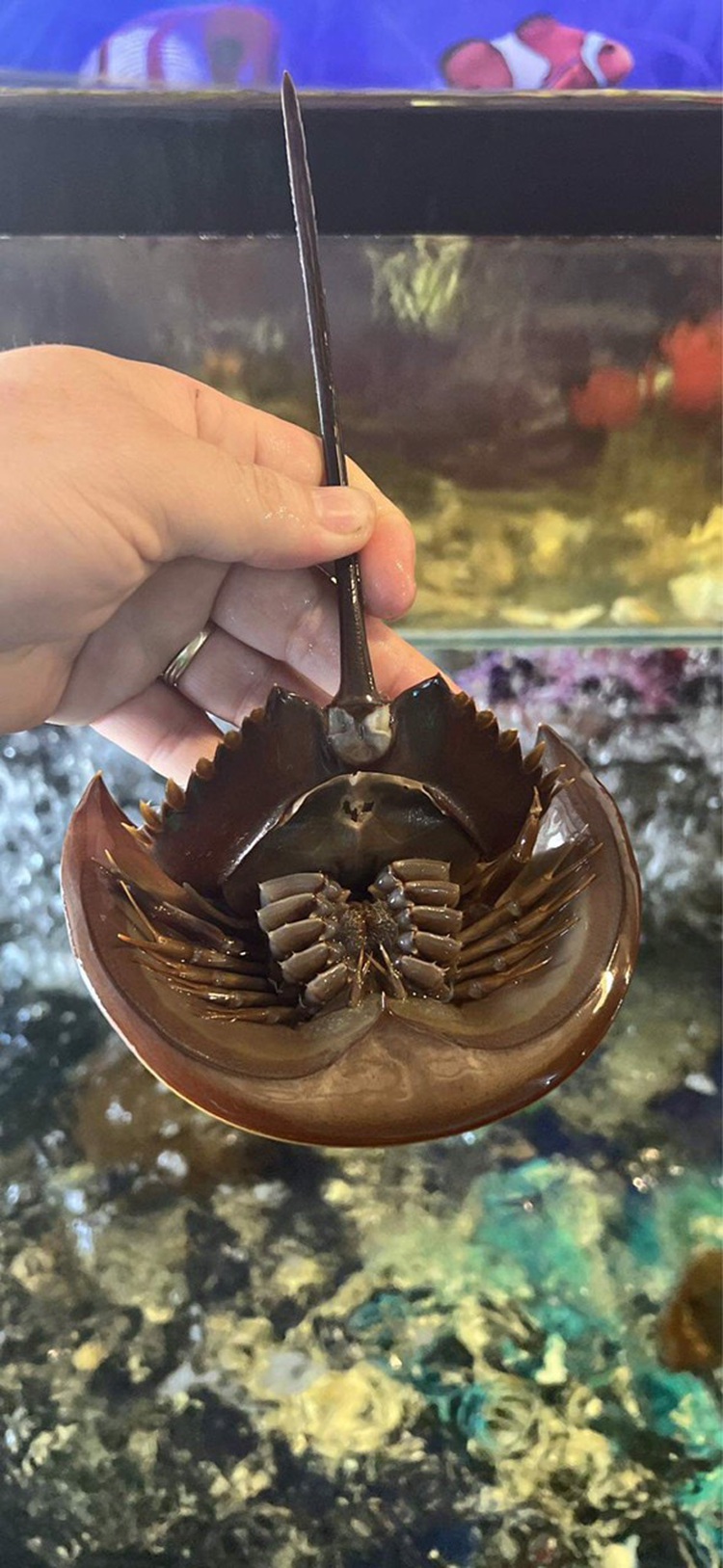 3 hospitalized after allegedly eating lethal horseshoe crab in south-central Vietnam