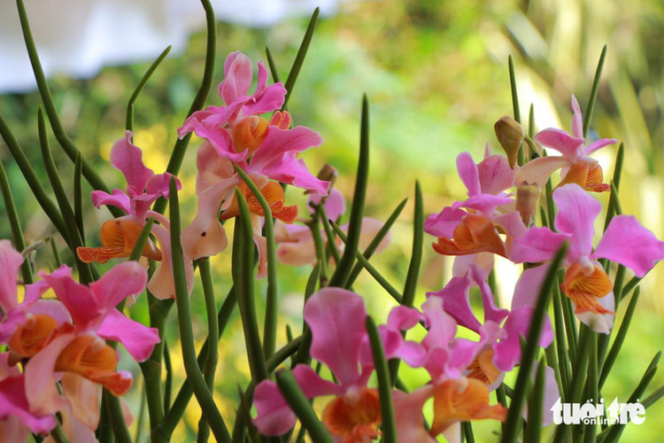 Singapore names hybrid orchid species after Vietnamese premier and spouse