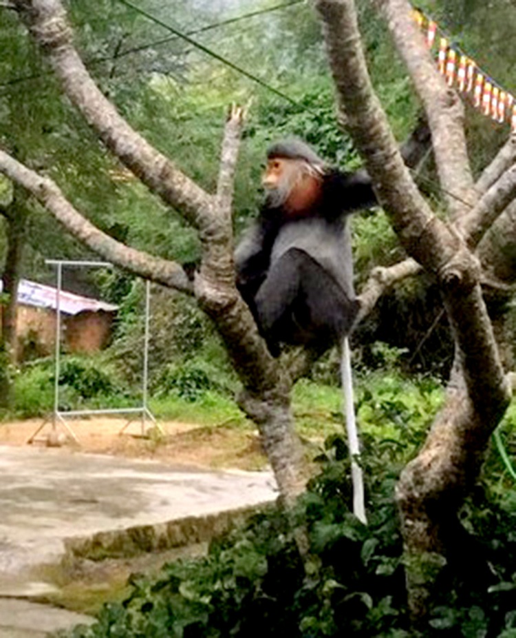 Rare gray-shanked douc langurs sighted at south-central Vietnam temple