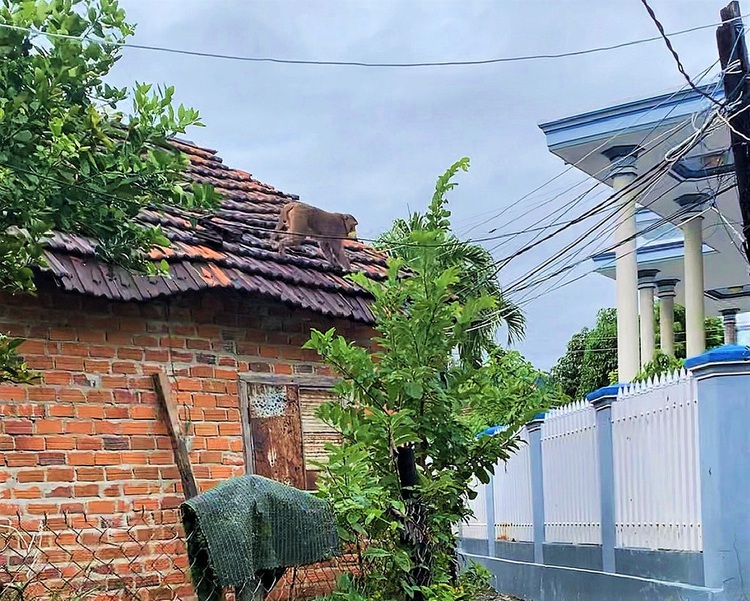 Wild monkeys rampage through town in Vietnam’s Khanh Hoa Province