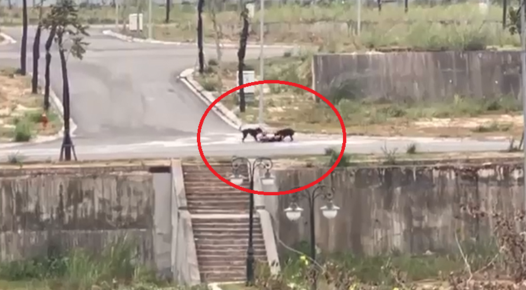 Man out for jog mauled by 2 dogs in northern Vietnam