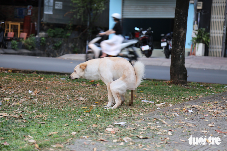 Ho Chi Minh City green space fouled with dog poop