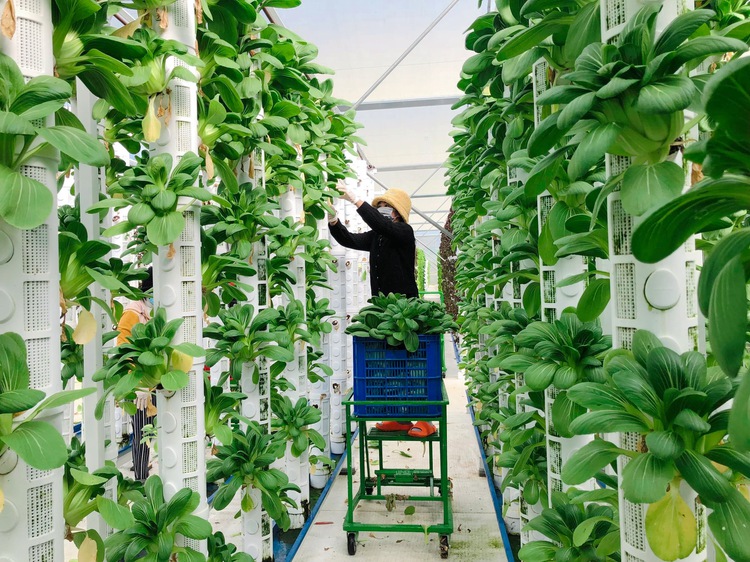 Australian scientist dreams to serve Vietnamese with quality vegetables
