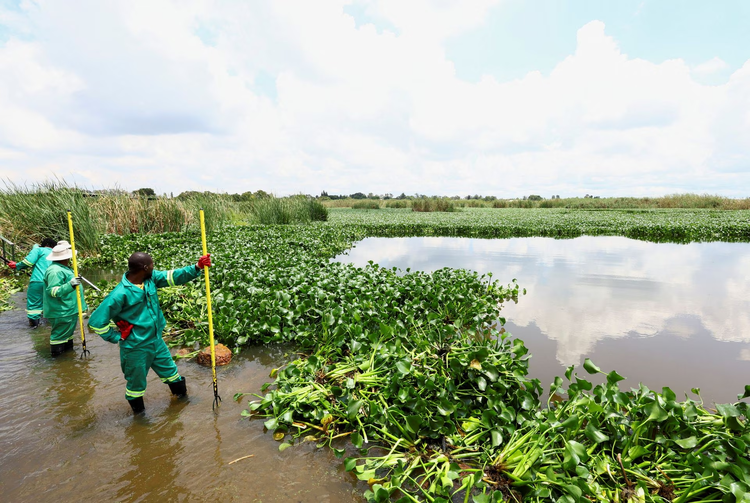South African scientists use bugs in war against water hyacinth weed