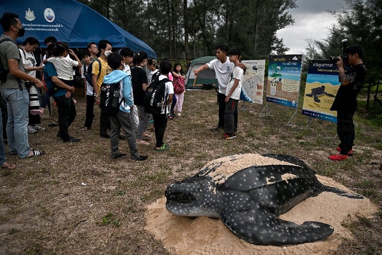 Hatching leatherback turtles get helping hand on Thai beach