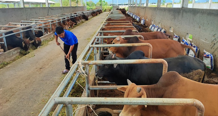 Spread of animal diseases threatens Vietnam's livestock industry
