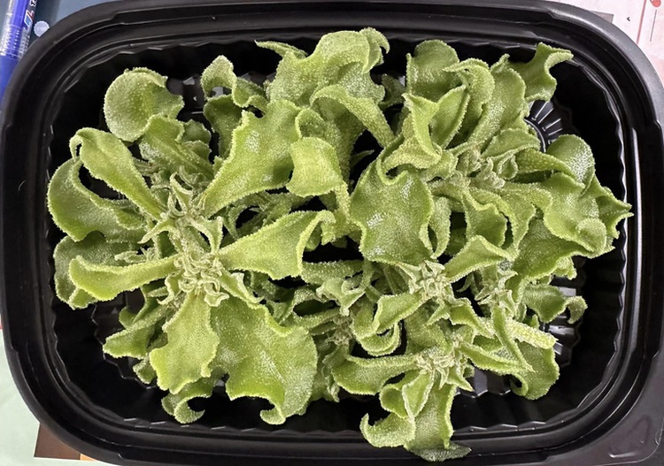 Japanese ice plants successfully grown at Vietnamese university