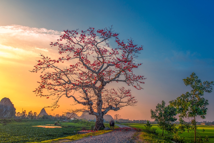 Photo of the Day: Red silk-cotton flowers in northern Vietnam