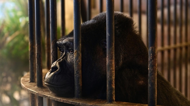 No freedom on the horizon for Bangkok 'mall gorilla'