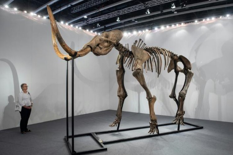 Meatball from extinct mammoth unveiled by food tech firm