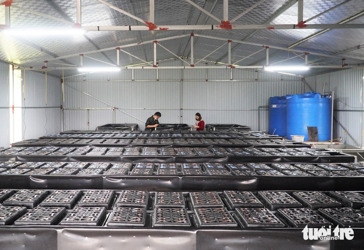 Family raises crabs in plastic boxes in north-central Vietnam