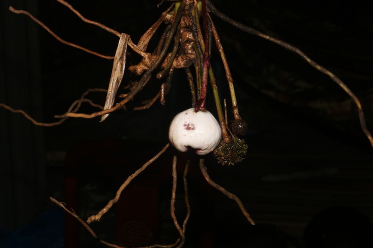 New plant species discovered in central Vietnam