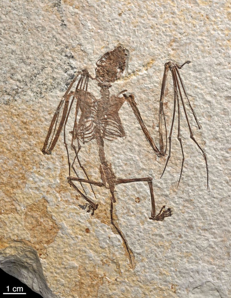Oldest-known bat skeletons shed light on evolution of flying mammals
