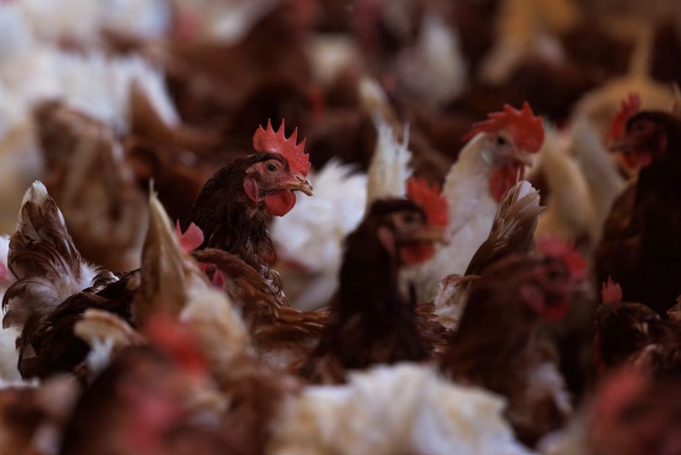 U.S. begins testing bird flu vaccines for poultry after record outbreak
