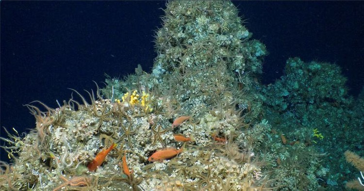 New coral reef discovered in Ecuador's Galapagos Islands