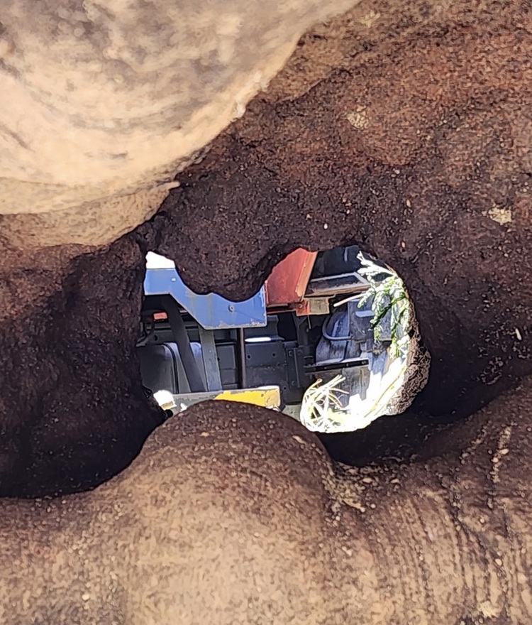 3 large flamboyant trees found hollow in schoolyard in Ho Chi Minh City