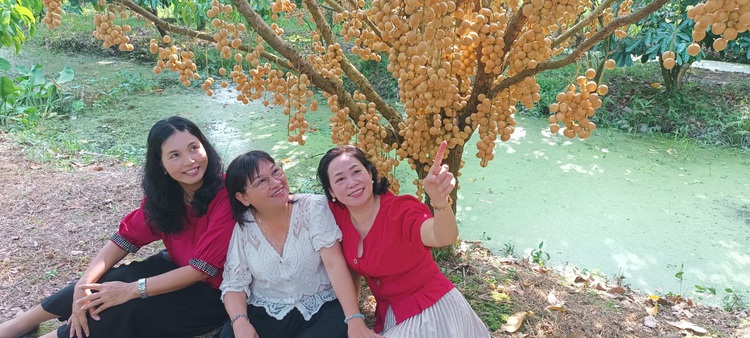 Explore beautiful Burmese grape tree-lined paths in Vietnam’s Mekong Delta city