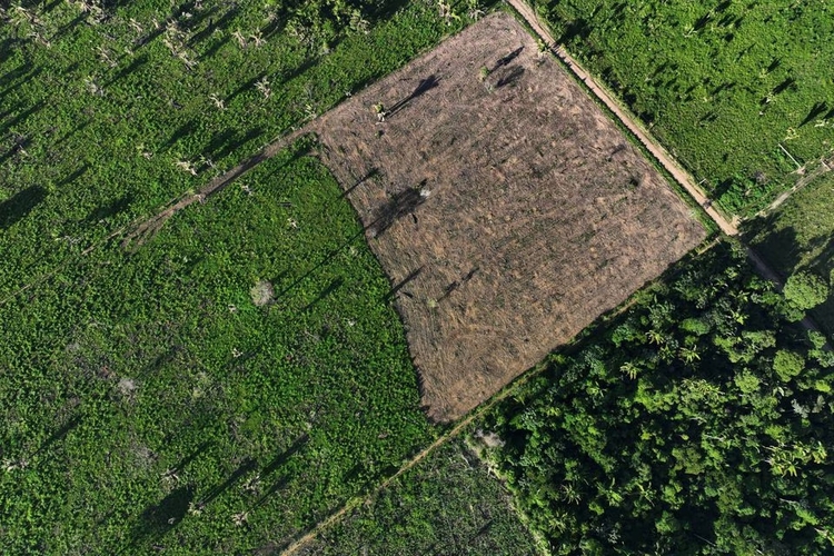 Deforestation in Brazil's Amazon falls 68 percent in April, first major drop under Lula