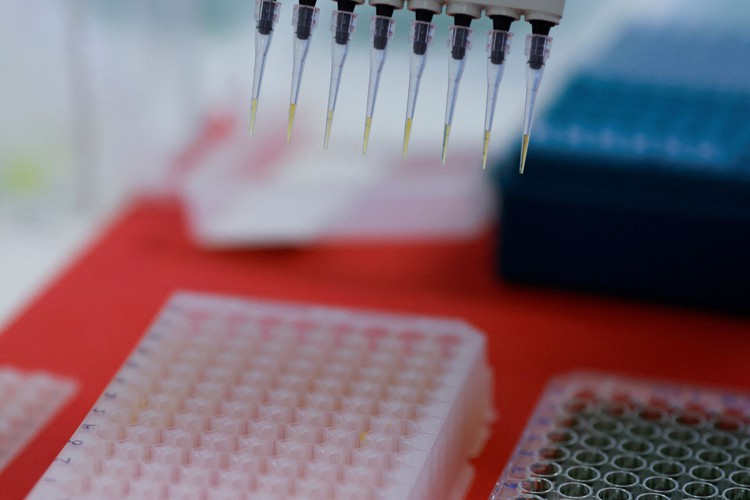 Brazil investigates four more suspect cases of avian flu in wild birds