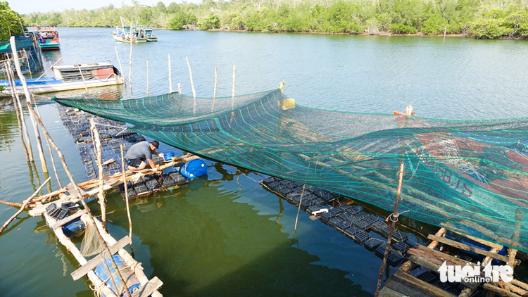 Family on Vietnam's Phu Quoc earns big by farming crabs in plastic boxes