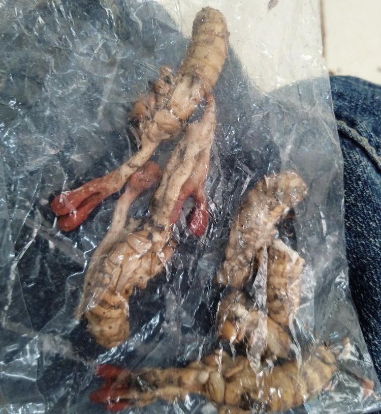 Vietnamese man gets poisoned after eating cicada larvae shells