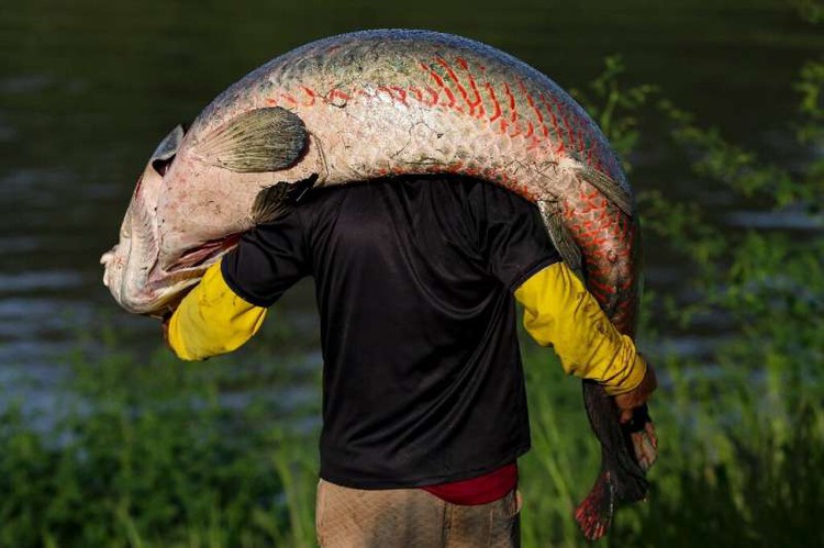 Pirarucu: Amazon's giant air-breathing fish in poachers' sights
