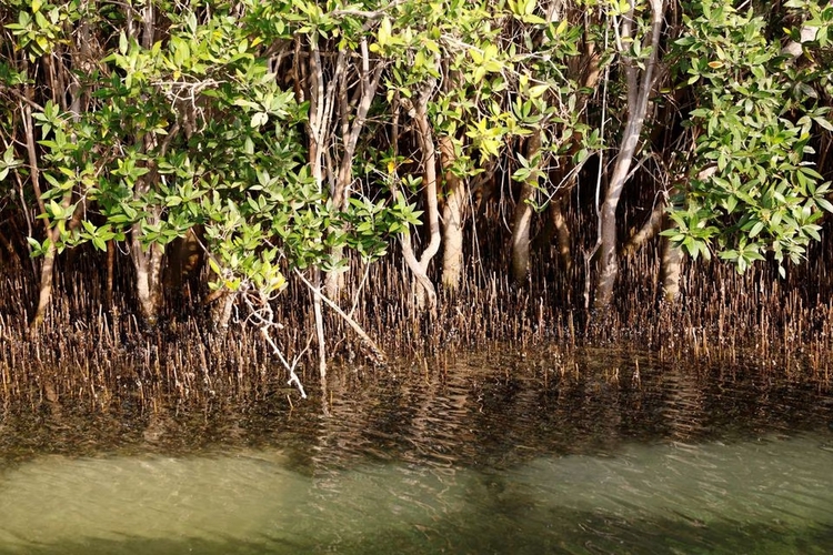 UAE looks to salty, muddy mangroves in climate change fight