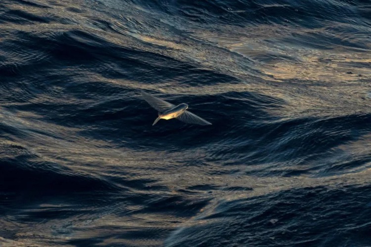 What will the UN high seas treaty mean for protecting the ocean?