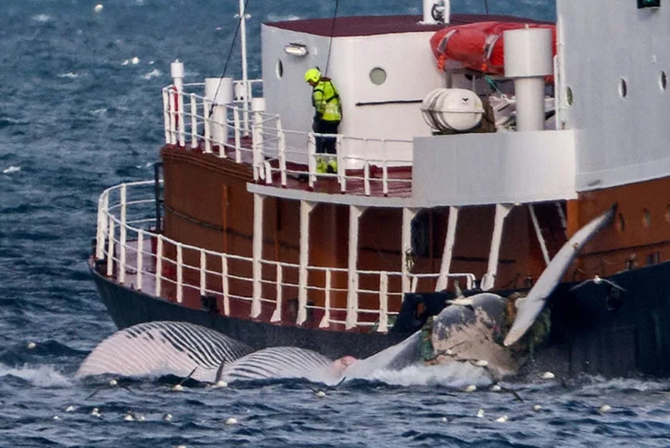 Iceland suspends whale hunt on animal welfare concerns