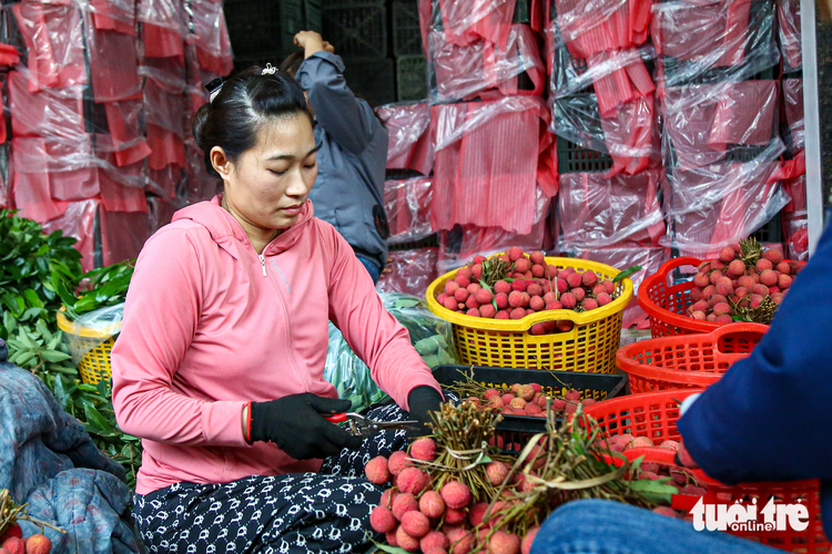 Farmers in northern Vietnam busy shipping lychees to China