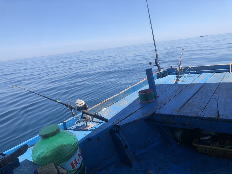 Video by fisherman captures 10 dolphins swimming off Da Nang