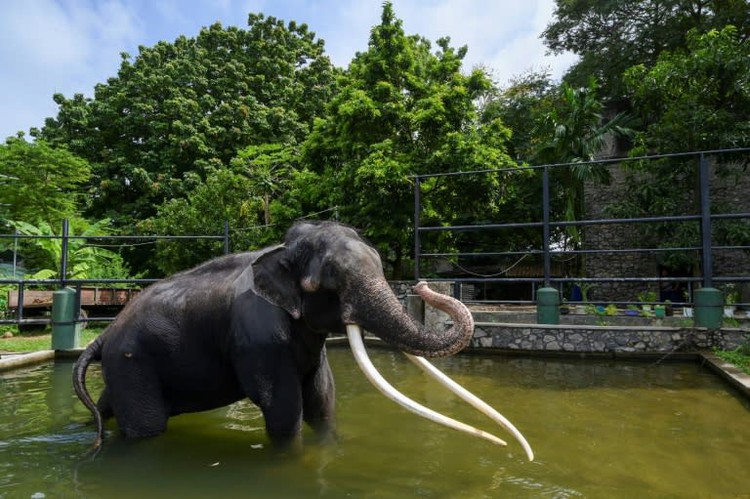 Neglected Thai elephant prepares for jumbo flight home