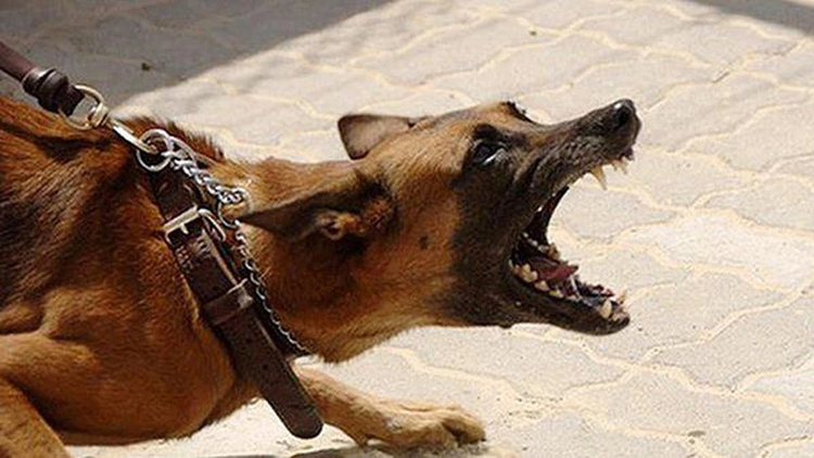 Rabid pet dog bites 6 people, other dogs in Hanoi