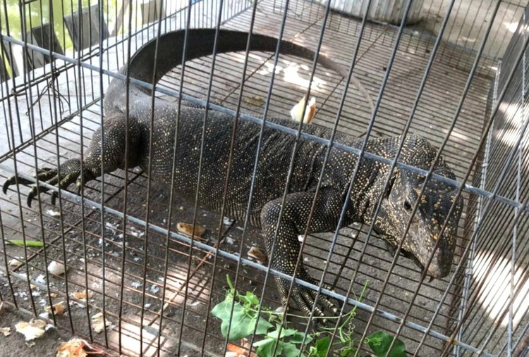 Woman hands over clouded monitor to Ho Chi Minh City forest protection authority