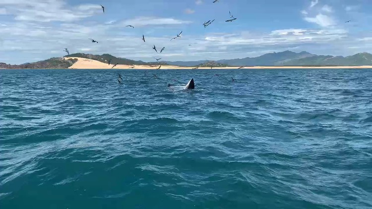 2 whales spotted together in south-central Vietnam waters