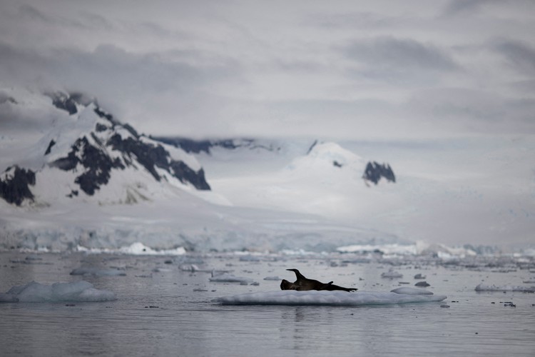 Antarctic ice levels undergo 'massive decrease', data shows